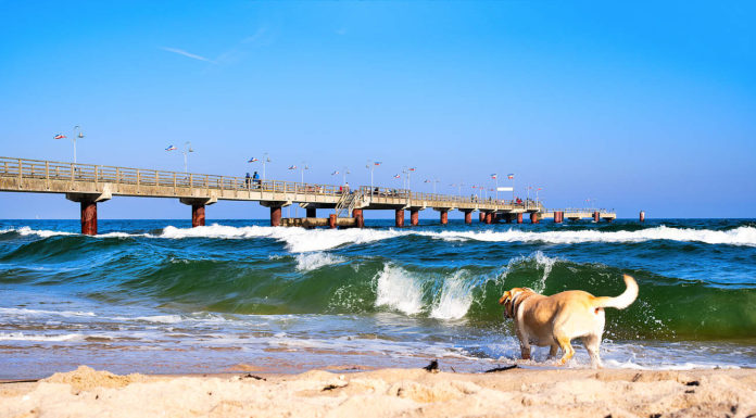 Wann dürfen Hunde an den Strand Ostsee? Wann dürfen Hunde an den Strand Ostsee?