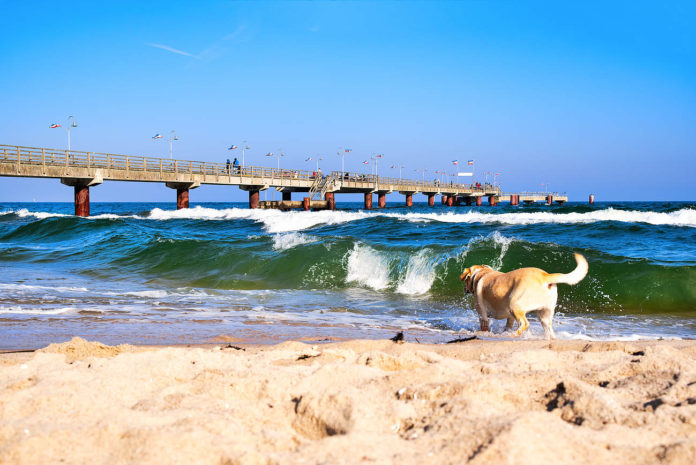 Wann dürfen Hunde an den Strand Ostsee?