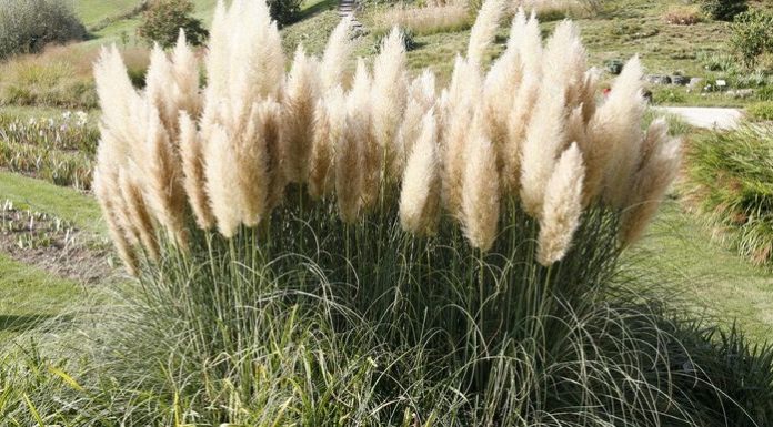 Wann nimmt man Borax? Wann nimmt man Borax?