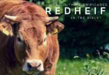 What animal never dies? What animal never dies?