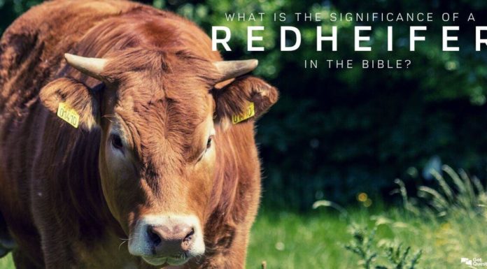 What animal never dies? What animal never dies?