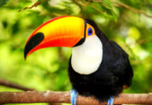 What animals live on Bird Island? What animals live on Bird Island?