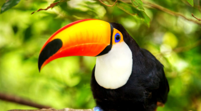 What animals live on Bird Island? What animals live on Bird Island?