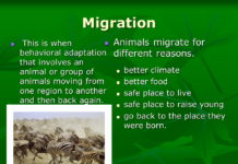 What are the 4 types of recreational activities? What are the 4 types of recreational activities?