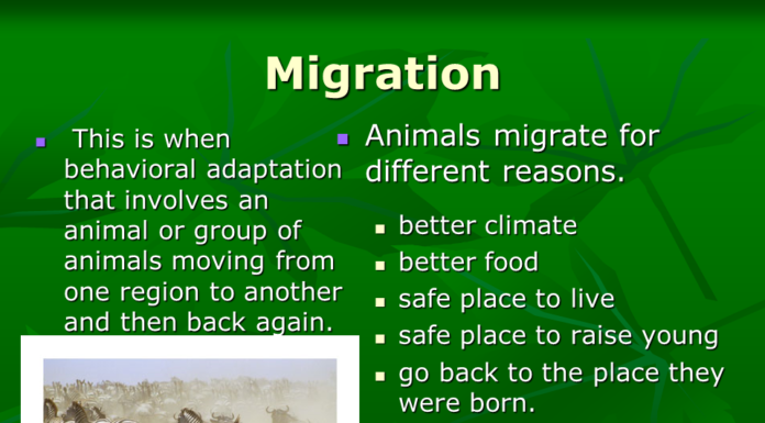 What are the 4 types of recreational activities? What are the 4 types of recreational activities?