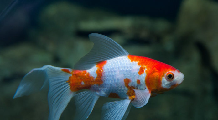 What are the common features of synagogues? What are the common features of synagogues?