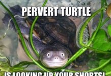 What are the top 10 movies right now? What are the top 10 movies right now?