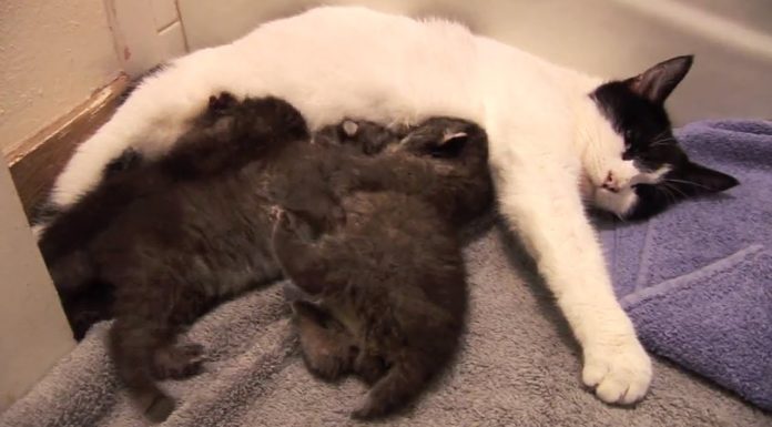 What can you do for free in Macau? What can you do for free in Macau?