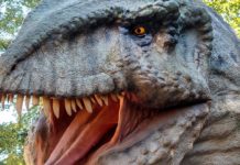 What dinosaurs lived in Connecticut? What dinosaurs lived in Connecticut?