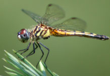 What do French mobile numbers start with? What do French mobile numbers start with?