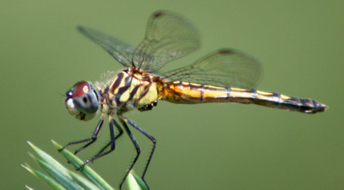 What do French mobile numbers start with? What do French mobile numbers start with?