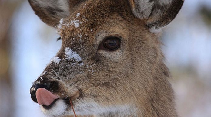 What do bats eat? What do bats eat?