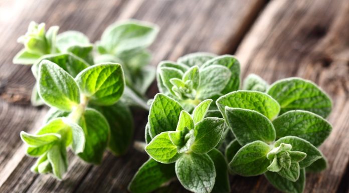 What does Gruyère taste like? What does Gruyère taste like?