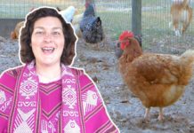 What does enchanted chicken do? What does enchanted chicken do?