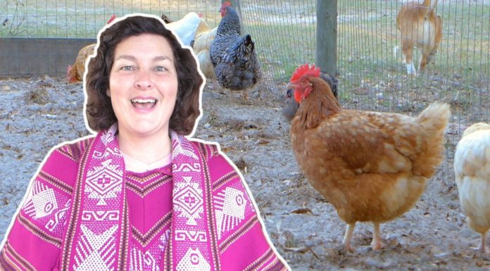 What does enchanted chicken do? What does enchanted chicken do?