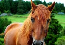 What does tih mean in horses? What does tih mean in horses?