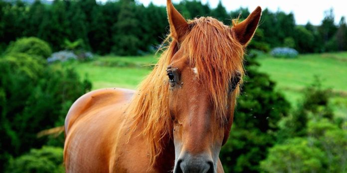 What does tih mean in horses?