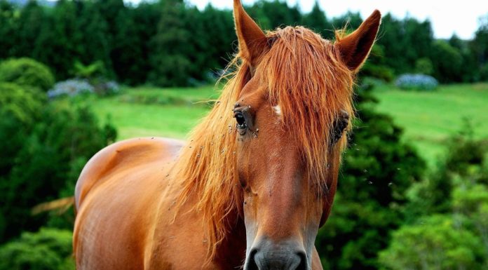 What does tih mean in horses? What does tih mean in horses?