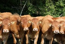 What ended the cattle boom? What ended the cattle boom?