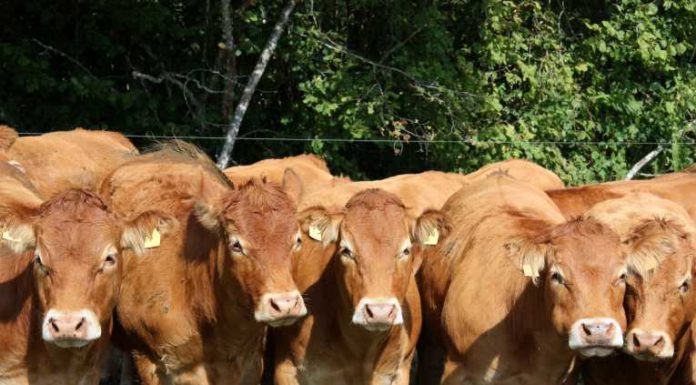 What ended the cattle boom? What ended the cattle boom?