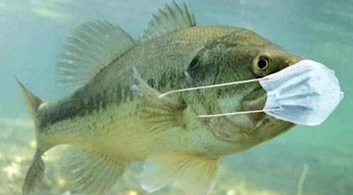 What fish are biting now in Destin Florida? What fish are biting now in Destin Florida?