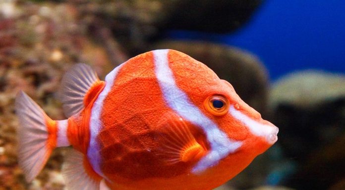 What fish is Whitby famous for? What fish is Whitby famous for?