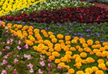 What flower represents Norway? What flower represents Norway?