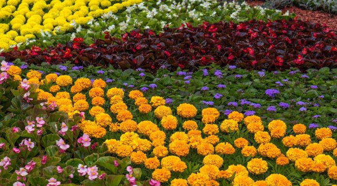 What flower represents Norway? What flower represents Norway?