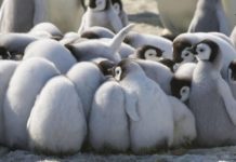 What happens to the Sea Emperor babies? What happens to the Sea Emperor babies?