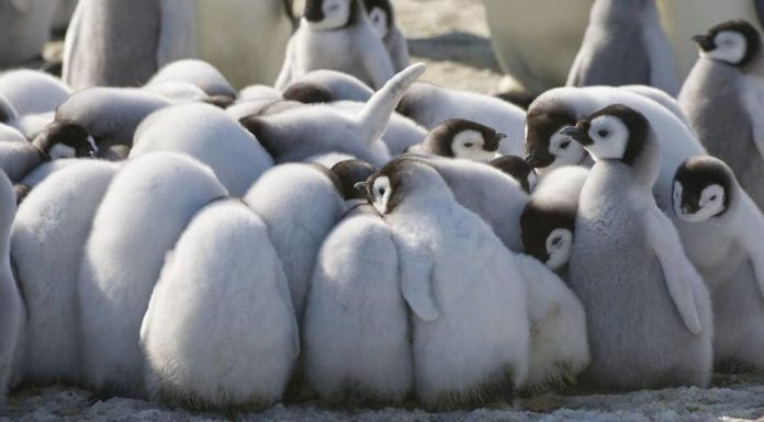 What happens to the Sea Emperor babies? What happens to the Sea Emperor babies?