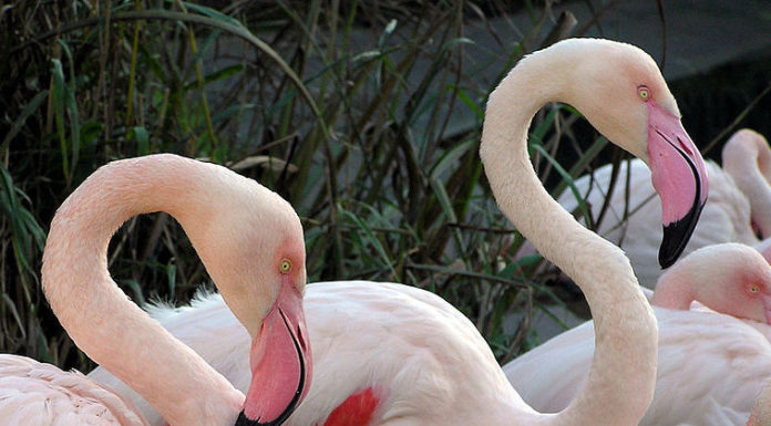 What is Dusseldorf like to live in? What is Dusseldorf like to live in?