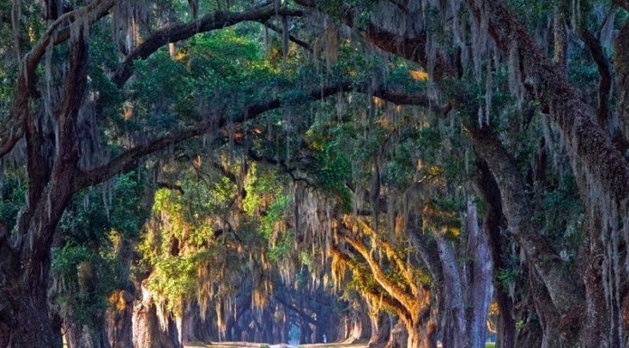 What is Forrest Gump’s famous line? What is Forrest Gump's famous line?