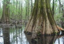 What is Indiana state tree? What is Indiana state tree?