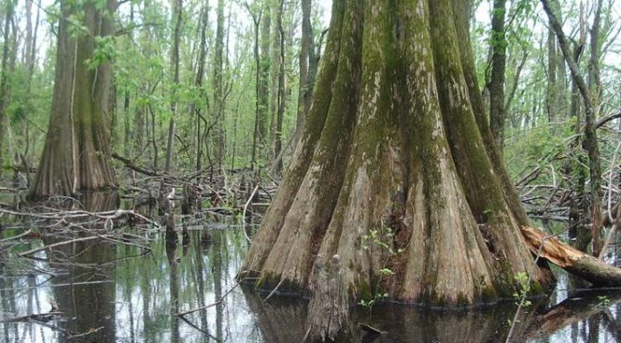 What is Indiana state tree? What is Indiana state tree?