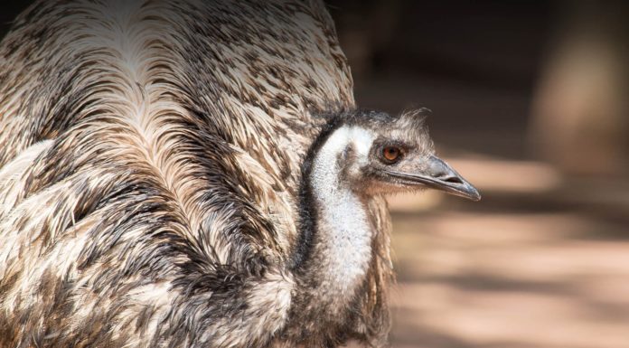 What is Pattaya known for? What is Pattaya known for?