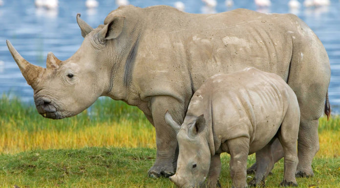 What is UV in rhino? What is UV in rhino?