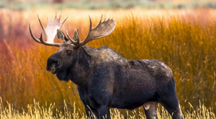 What is a moose Boosh? What is a moose Boosh?