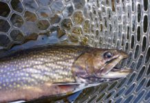 What is biggest fish in Lake Michigan? What is biggest fish in Lake Michigan?