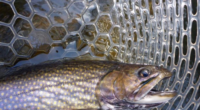 What is biggest fish in Lake Michigan? What is biggest fish in Lake Michigan?