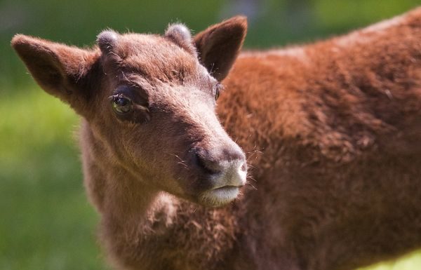 What is delivering a baby called? What is delivering a baby called?