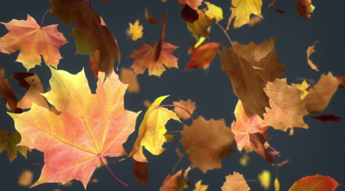 What is falling leaf in snowboarding? What is falling leaf in snowboarding?