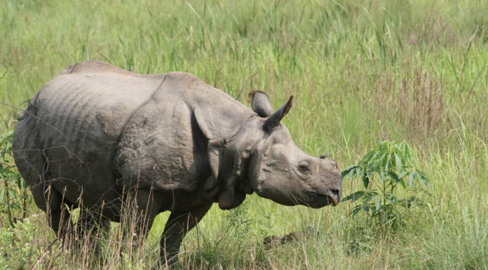 What is mean by per person on twin sharing? What is mean by per person on twin sharing?