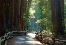 What is so special about Muir Woods? What is so special about Muir Woods?