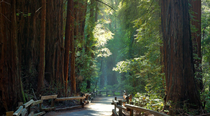 What is so special about Muir Woods? What is so special about Muir Woods?