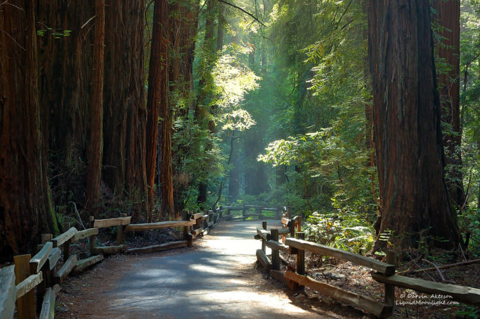 What is so special about Muir Woods?
