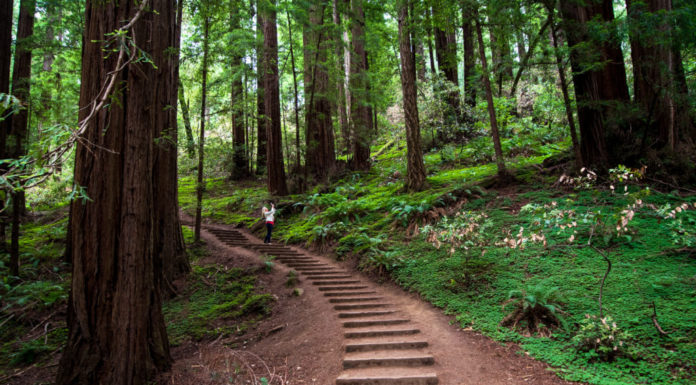 What is special about Muir Woods? What is special about Muir Woods?