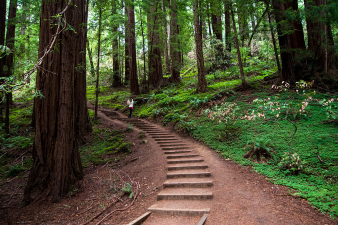 What is special about Muir Woods?