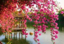 What is the Korean national flower? What is the Korean national flower?