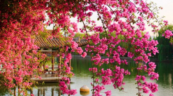 What is the Korean national flower? What is the Korean national flower?