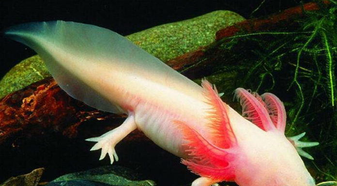 What is the best aquarium in the world? What is the best aquarium in the world?